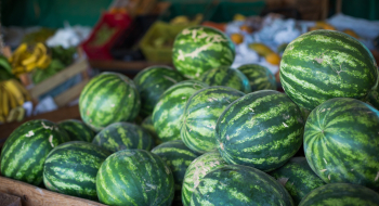 Goiás lidera produção nacional de melancia e alcança recorde em valor da produção